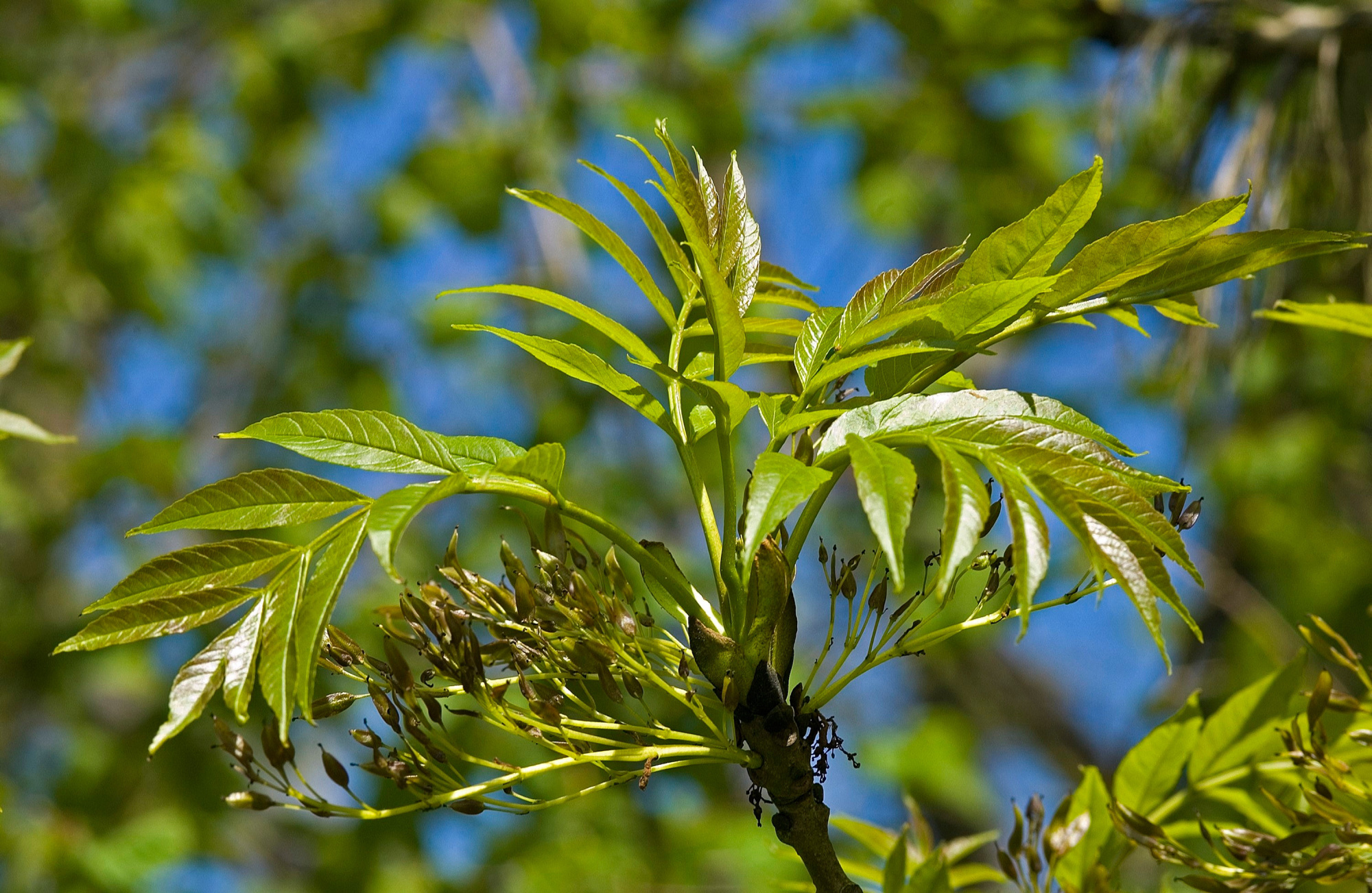 Ash Tree species Forestry England